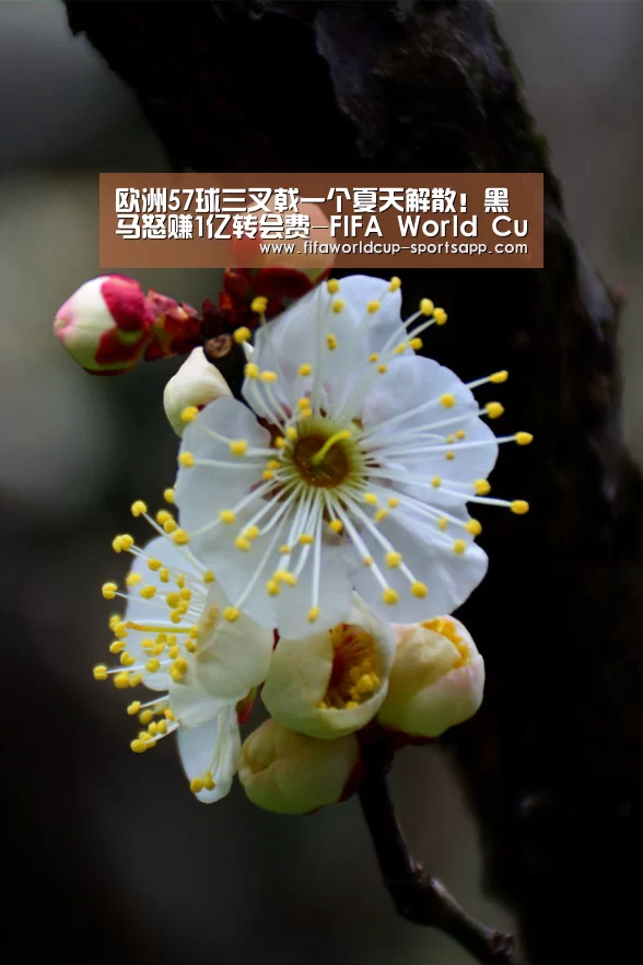 欧洲57球三叉戟一个夏天解散!黑马怒赚1亿转会费-FIFA World Cup(图1) FIFA World Cup